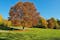 photo of view of Beech tree (Fagus) in the autumnal Ostpark, Munich, Bavaria, Germany, Europe,Munich Germany.