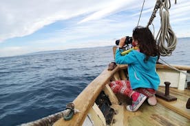 8-Hour Whale Watching in Barcelona