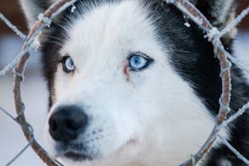 Husky Sledding Ride 1,5 km Family Trip