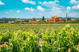 Experiência privada de meio dia em Penedes Wine Tour saindo de Barcelona