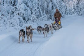 Esperienza di slittino con husky a guida autonoma a Levi