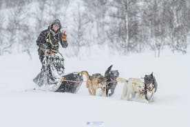 Sleddog, tour guidato delle cupole di ghiaccio di Tromsø e visita delle renne