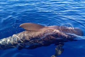Yksityinen charter 2 tunnin valaiden katselu Puerto Colon Adeje