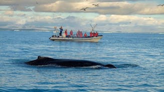 Pienryhmän Reykjavikin RIB-valaidenkatseluristeily