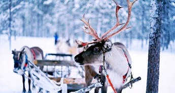 Tailor-Made Finland Adventure to Lapland