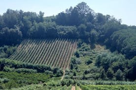 Tour guidato privato di Pisa di un'intera giornata con visita all'azienda vinicola locale