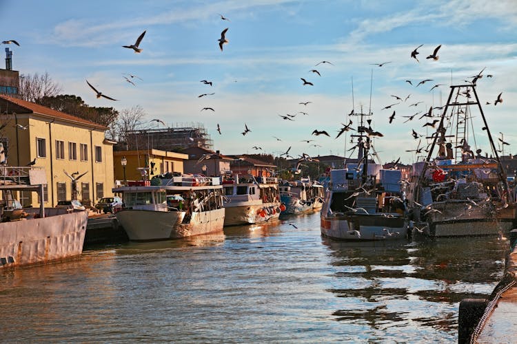Photo of picturesque view of the fishing boats with flock of seagulls flying around, in the port of the old italian maritime town.