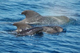 2 tunnin matka nähdäksesi valaita delfiinejä puerto colon adeje