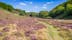 Photo of panorama of a walking path with heath in bloom through Rebild Bakker National Park, Denmark.