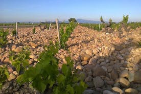 Recorrido vinícola por el valle del Ródano desde Aviñón: Chateauneuf-du-Pape y Tavel