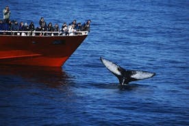 Alkuperäinen klassinen valaiden katselu Reykjavikista