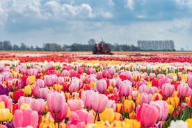 Excursão turística sem fila aos jardins de Keukenhof saindo de Amsterdã