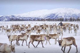 Tour met rendieren voeren, lassowerpen en Samische cultuur, inclusief lunch vanuit Tromsø