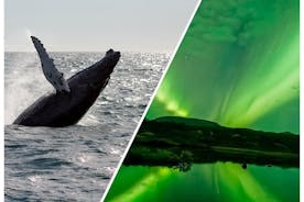 Combinatietour van een halve dag walvissen spotten en noorderlicht