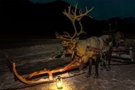 Rendieren sleeën en voeren met kans op noorderlicht Tromso