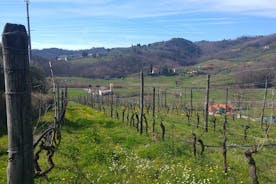 Viinikierros ja lounas Luccan alueella