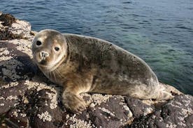 Croisière aux îles Farne avec les oiseaux de mer et les phoques. Durée 1h30. Au départ de Seahouses.