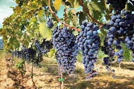 Excursão de vinho de meio dia em Chianti nas colinas da Toscana saindo de Pisa