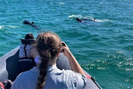 Observation des dauphins à Setúbal