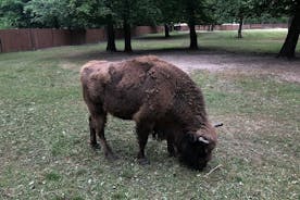 Białowieża Forest Unesco Paquetes turísticos del Patrimonio Mundial (hablantes nativos de inglés)