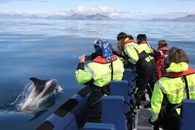 Tour met kleine groepen per speedboot om walvissen te spotten in Reykjavik