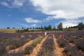 Lavender heilsdagsferð í Sault frá AIX-EN-PROVENCE