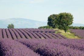 A excursão Lavender de marselha ou aix en provence