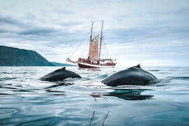 Hvalaskoðun á hefðbundnu eikarseglskipi frá Húsavík