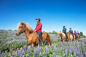 Tour a cavallo in Islanda