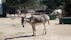 Corfu Donkey Rescue, Δήμος Κέρκυρας, Corfu Regional Unit, Ioanian Islands, Peloponnese, Western Greece and the Ionian, Greece