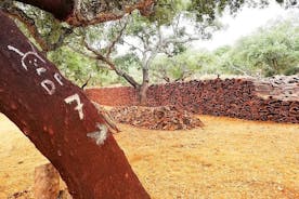 Promenade dans la forêt de liège de l'Alentejo avec déjeuner optionnel