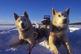 Tromso: Avventura a guida autonoma su slitta con husky