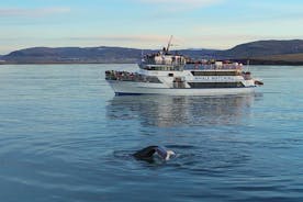 Excursão islandesa a cavalo e observação de baleias de Reykjavik