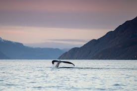 Fjörður og hvalasafarferð