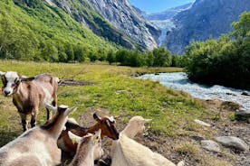 Olden Privat strandutflykt Briksdalsglaciären och SkyLift Loen