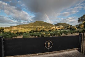 Vista da quinta e olival, degustação de azeite extra virgem e lanche