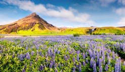 아이슬란드 남부지역 최고의 휴가 패키지