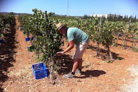 Mallorca Bodega & Olive Tour viininmaistelulla (koko päivä)