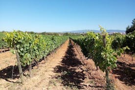 Yksityinen Algarven viinireitti