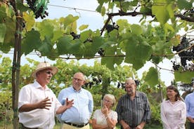 Visite du vignoble et du vin de Vesterhave - Produits biologiques