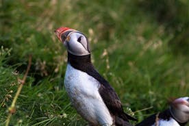 Puffin och vulkan båttur