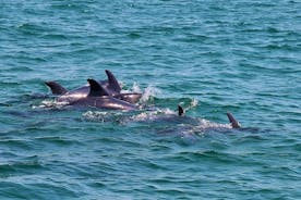 Catamarantour vanuit Lissabon om dolfijnen te spotten