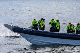 Tour de avistamiento de ballenas en bote RIB de 2 horas desde Reikiavik