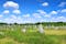 Photo of Megalithic monuments menhirs in Carnac, Brittany, France.