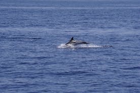 Val- och delfinobservation på elektrisk segelbåt i Denia