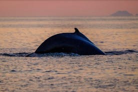 Liten gruppe hvalsafari i midnattssola fra Reykjavík