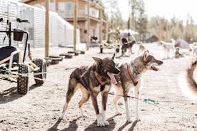 Rovaniemi: Born to Run 4 km Autotour Husky Cart tour en automne