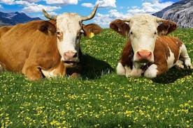 Alpes d'Ammergau : géocaching, chasse au trésor autour du monastère d'Ettal