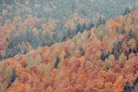 Culture and Traditions Hike through the Black Forest with a Local