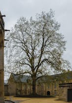 Arbre de la Liberté